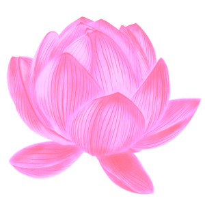 Lotus Flower